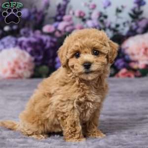 Pansy, Bich-Poo Puppy